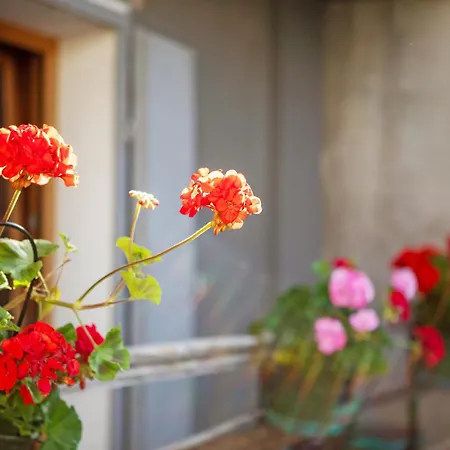 Apartman Maison Marcel Sarre